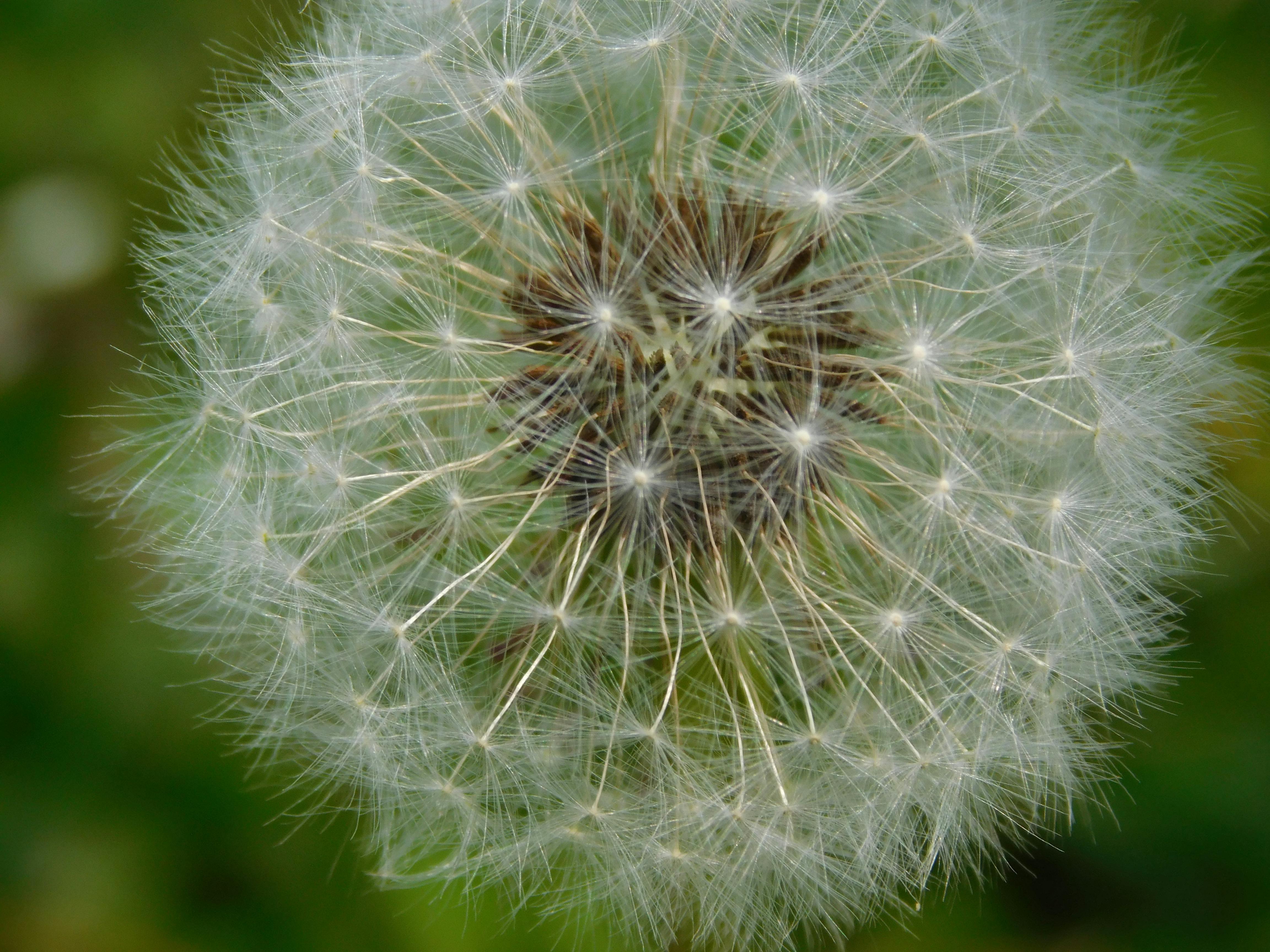 Free stock photo of dandelion, flower, green