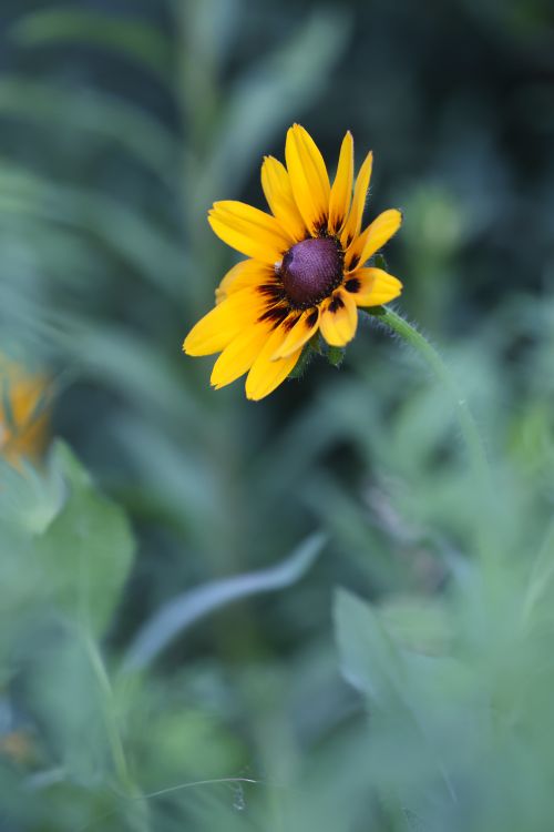 Free Bright yellow Black-eyed Susan flower against a soft-focus green background. Stock Photo