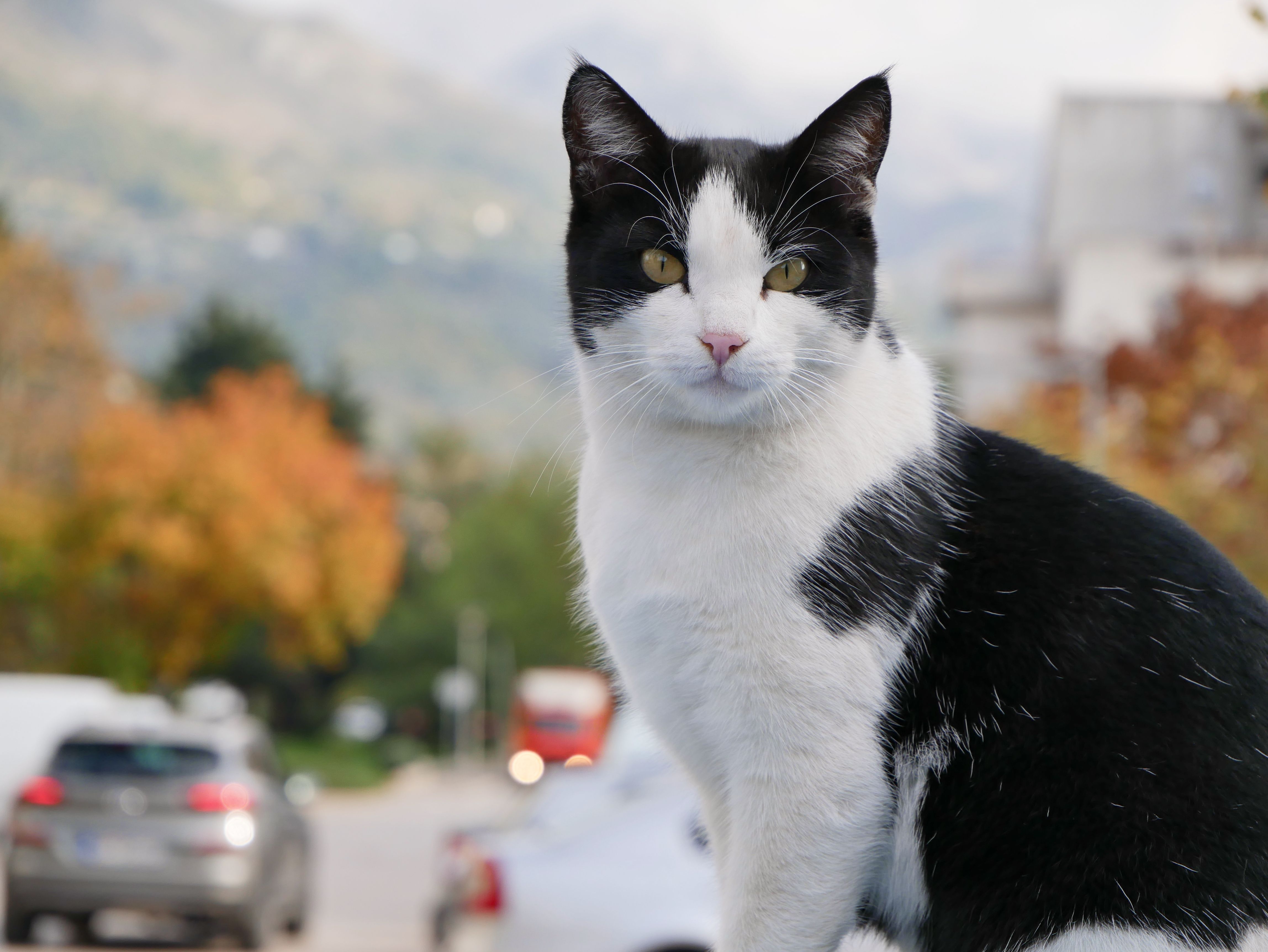 Boy Cat Names
