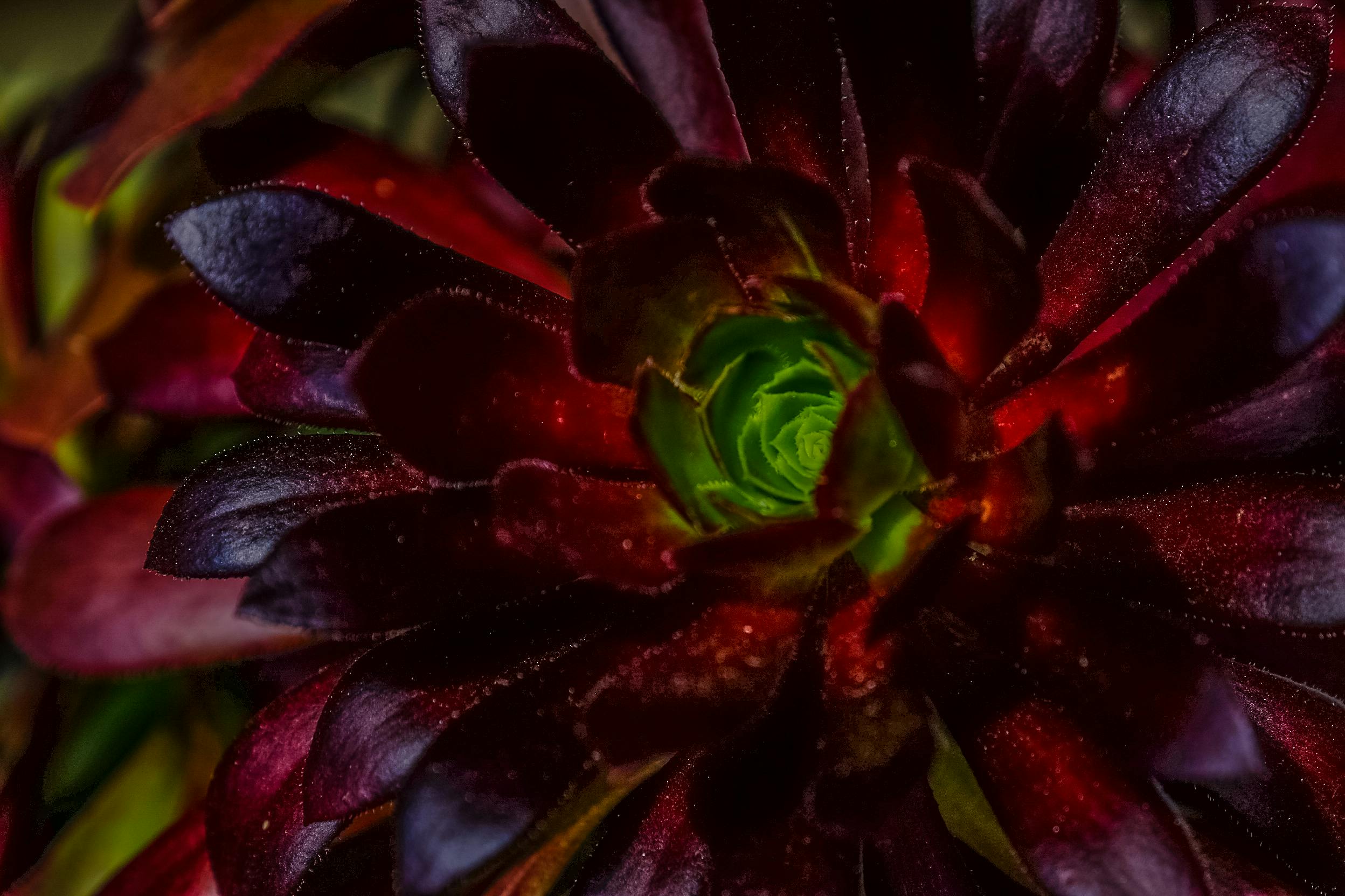 Free stock photo of cactus, cactus plant, colors