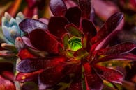 在伦巴第梅纳乔的郁郁葱葱花园中，色彩缤纷的紫叶菊多肉植物被捕捉到