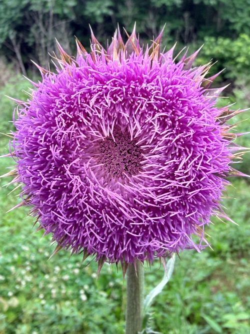 Free stock photo of purple thistle, thistle, thistle bloom Stock Photo