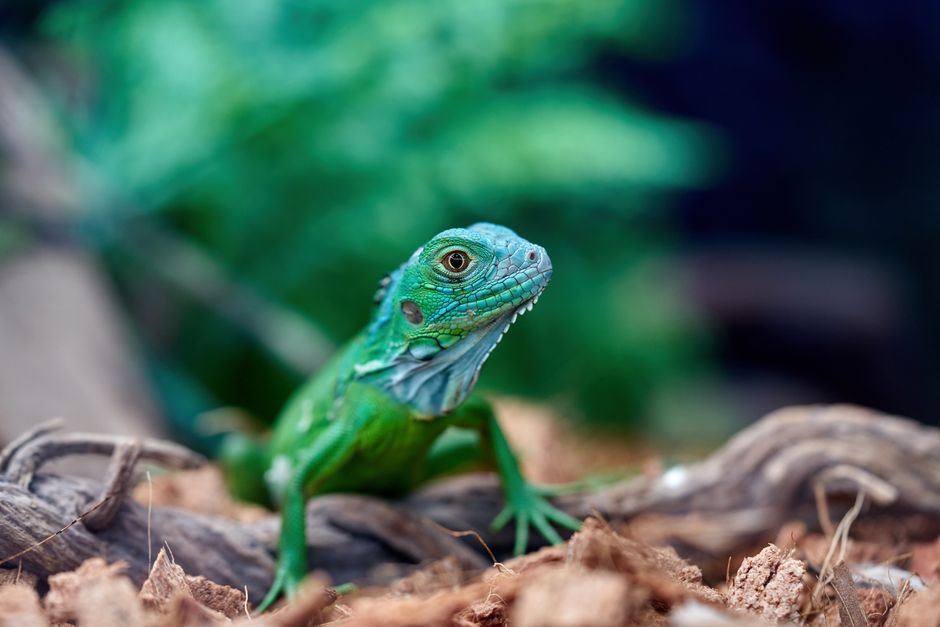 which exotic pets can be aquamated