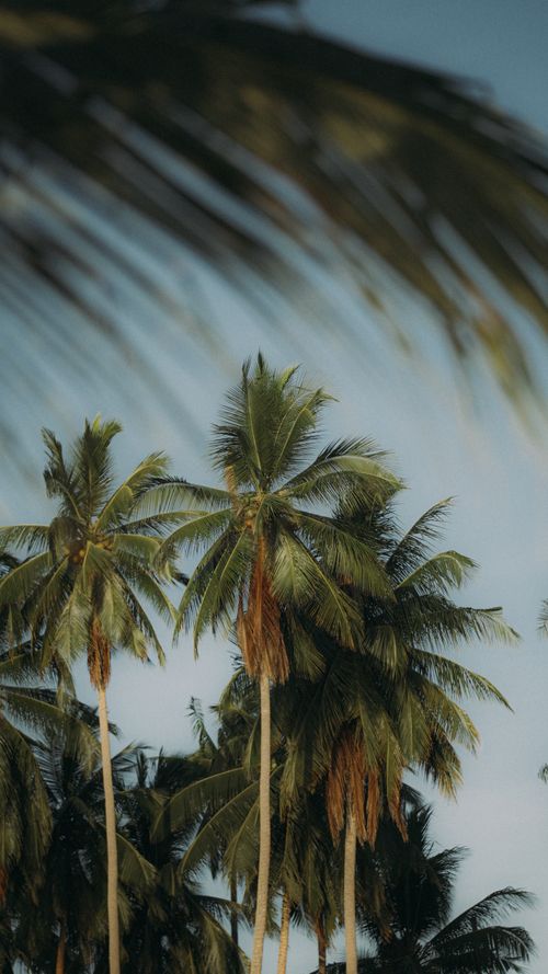 Free Lush palm trees reaching skyward under a bright, clear atmosphere, evoking a tropical paradise. Stock Photo