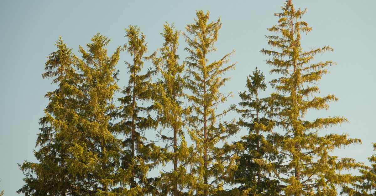 Tall evergreen pine trees reaching against a clear sky in Oshawa, Ontario.
