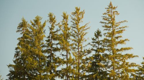 Free Tall evergreen pine trees reaching against a clear sky in Oshawa, Ontario. Stock Photo