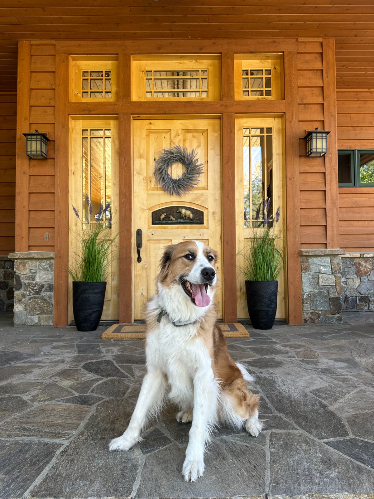 A cheerful dog sits on a stone porch in front of a wooden door adorned with a natural wreath. Stock Photo.