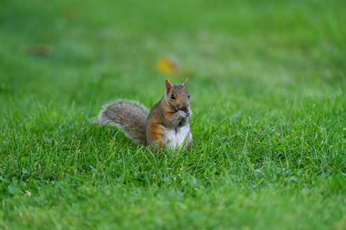 Free Close-up of a cute squirrel munching in a lush green park setting. Stock Photo