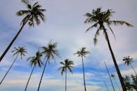 多云的蓝天下，高大的棕榈树映衬出热带天堂的氛围