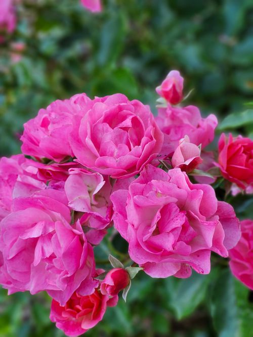 Free A stunning close-up of vibrant pink roses in full bloom, capturing their natural beauty. Stock Photo