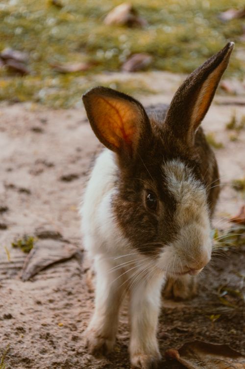 Free A cute rabbit explores a sandy area, showcasing its natural curiosity. Stock Photo