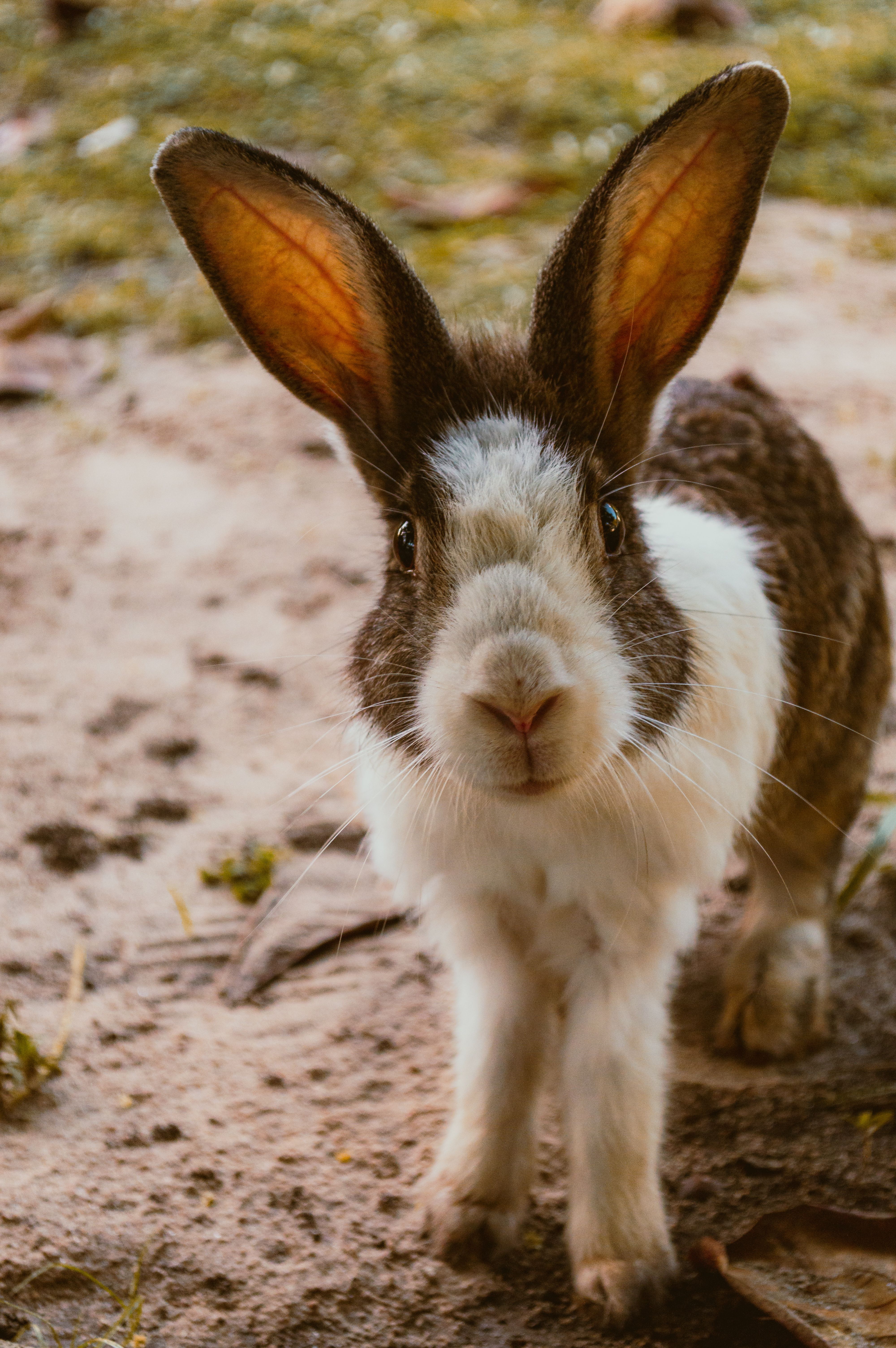 Rabbit Vaccination and Preventive Care in India