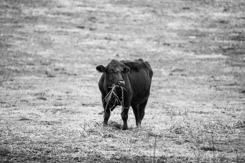 Free A solitary cow grazing in a wide open field captured in black and white, showcasing rural simplicity. Stock Photo