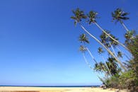 这片热带海滩风景如田园诗般，高大的棕榈树映衬着清澈的蓝天