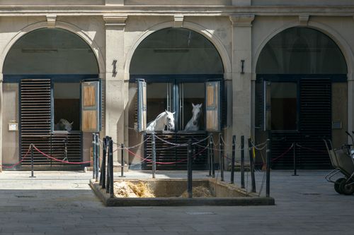 Free White horses gaze from stable windows in a historic stone building, showcasing elegance and calm. Stock Photo