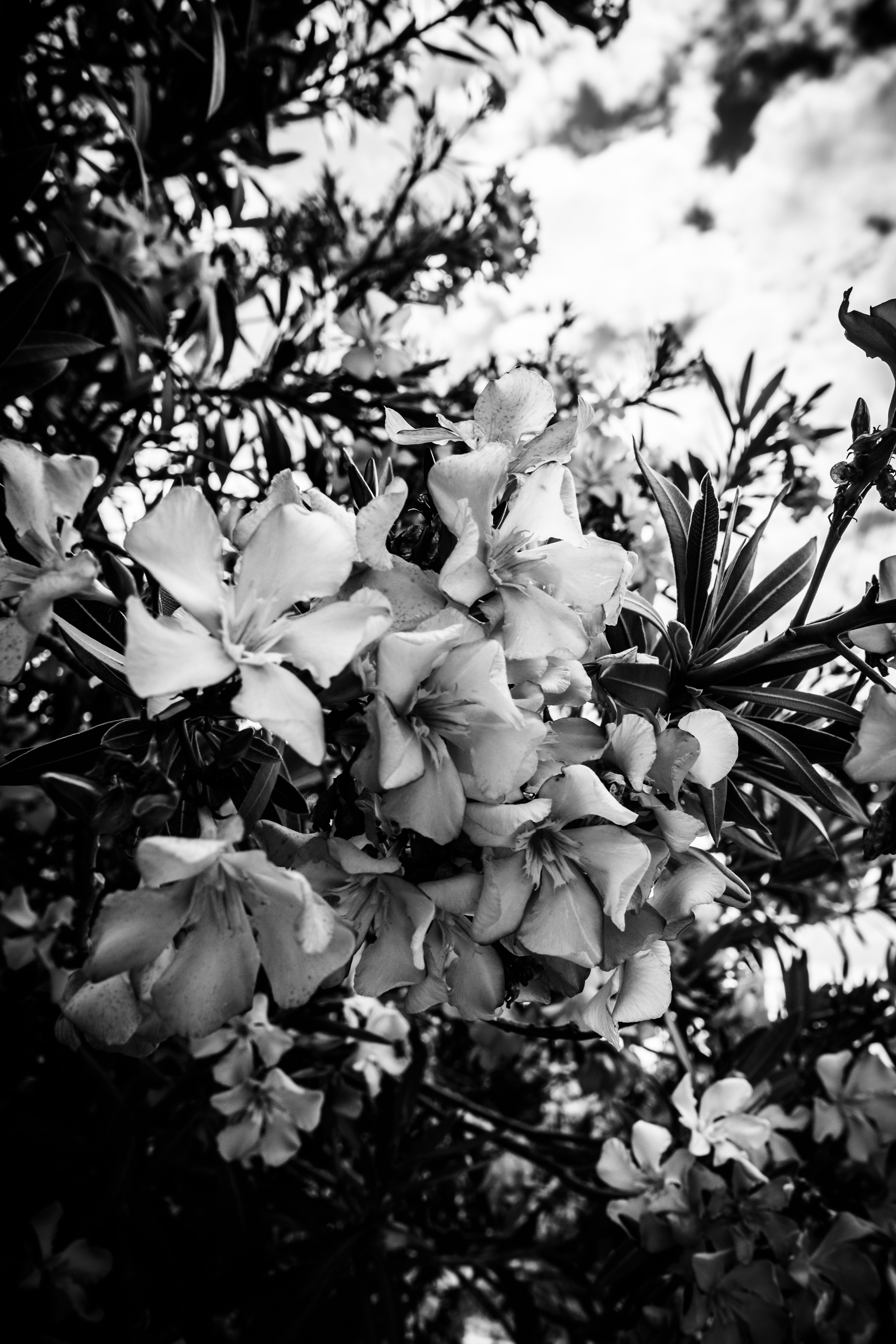 [ColoSach]-a-black-and-white-capture-of-oleander-flowers-in-full-bloom-against-a-cloudy-sky.