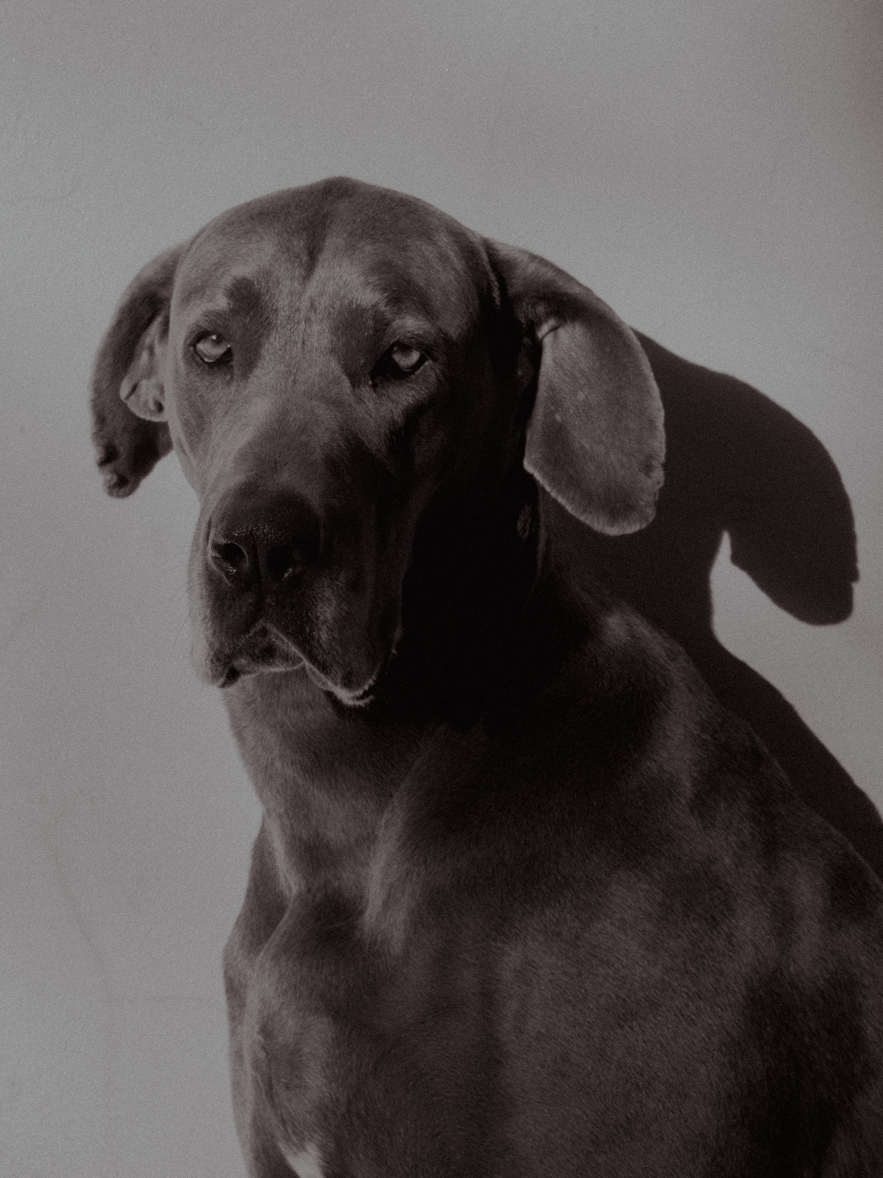 Elegant dog portrait in soft indoor light