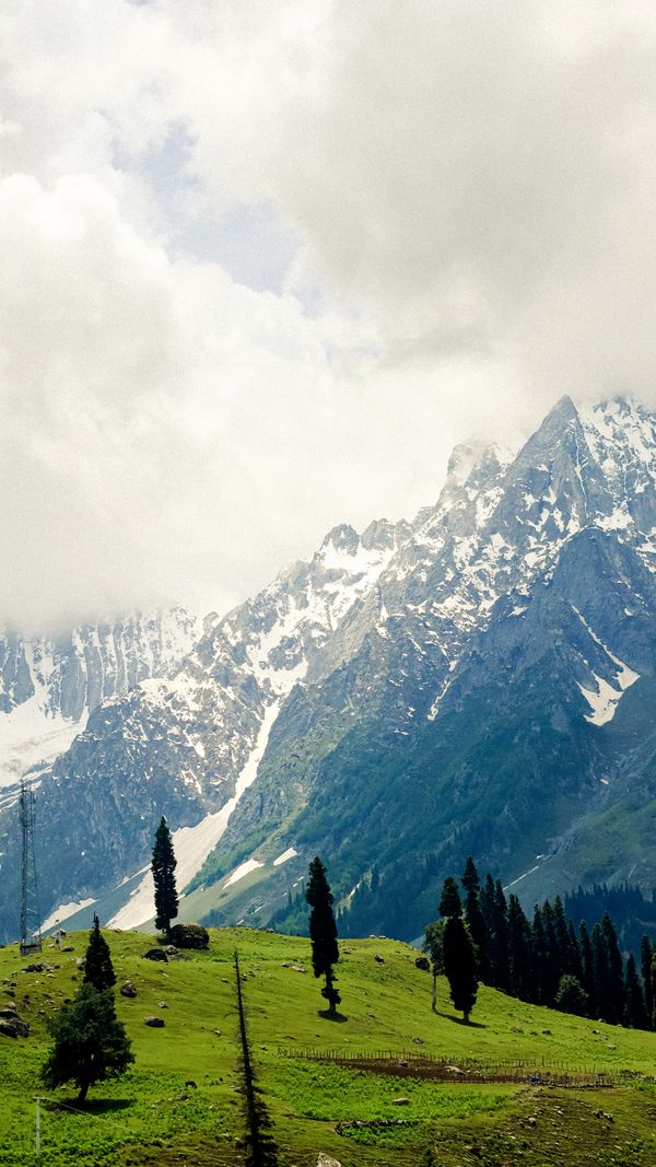 Pahalgam meadows