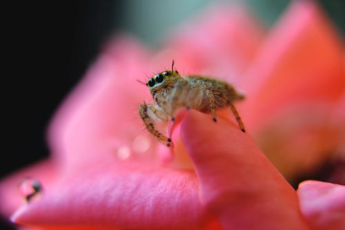 Free Close-up of a jumping spider on a pink rose, highlighting its intricate details and vibrant colors. Stock Photo