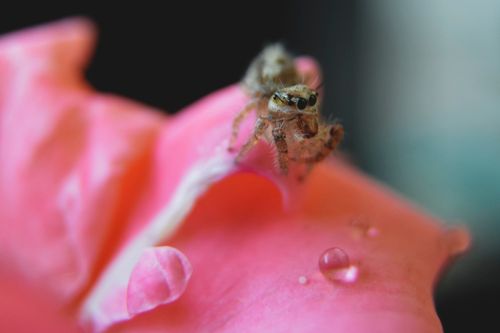 Free Macro shot of a jumping spider perched on a vibrant pink rose petal with dew droplets. Stock Photo