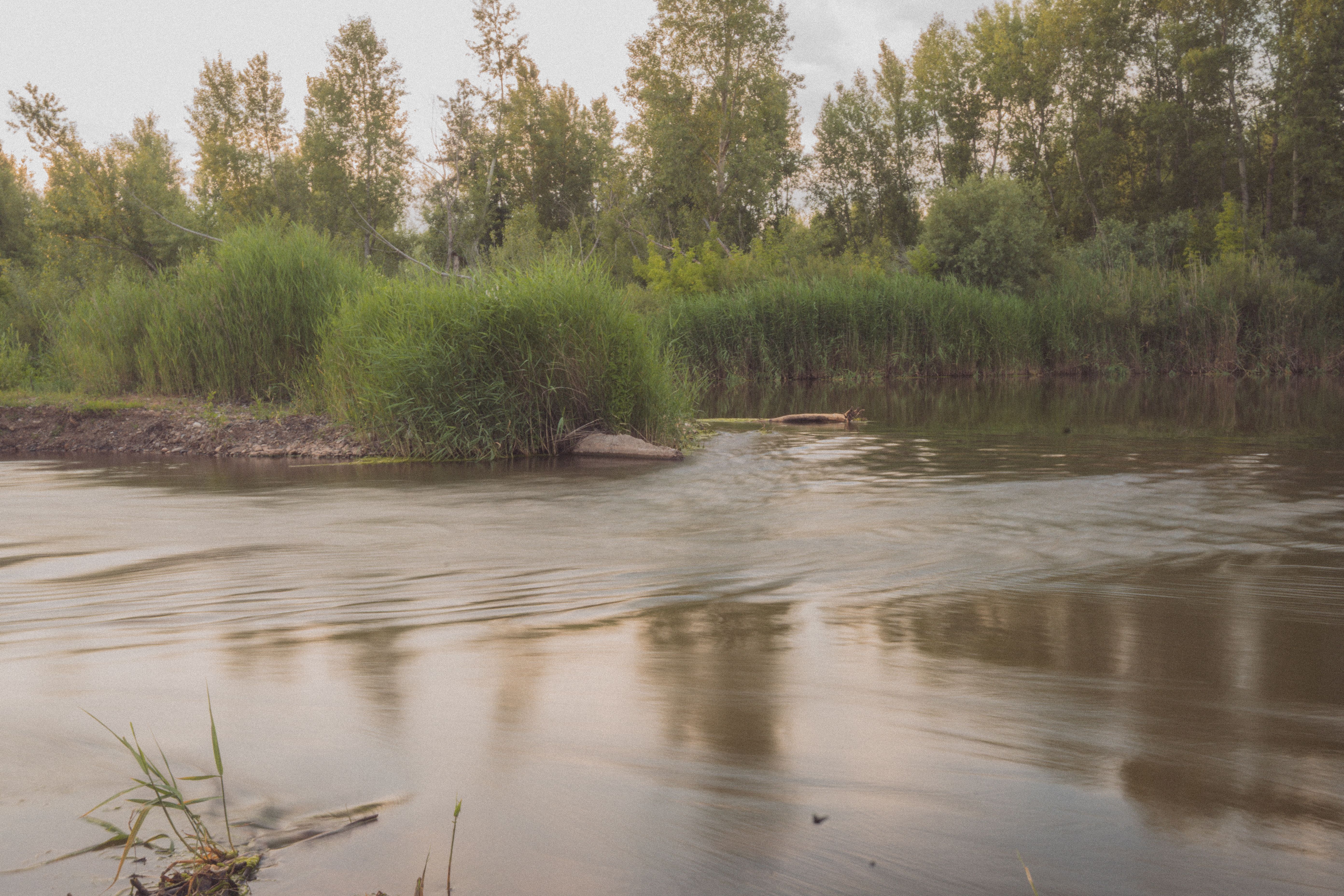 Peaceful river with lush green vegetation on a calm summer day.