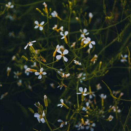 Free Close-up of delicate white flowers blooming against a dark, moody background in a field. Stock Photo
