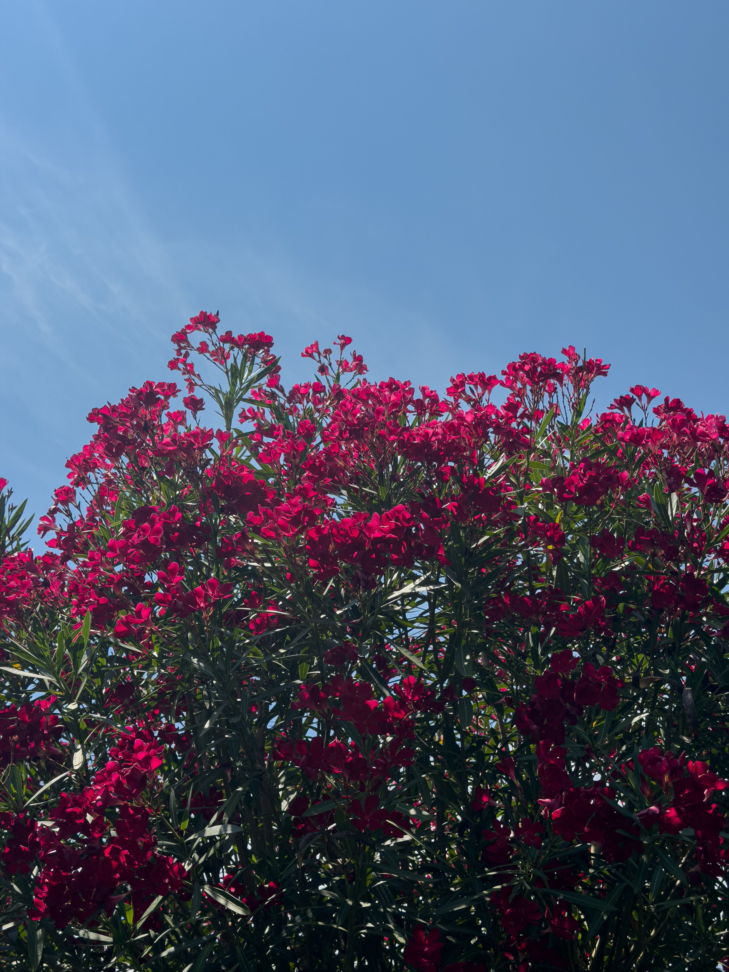 [ColoSach]-bright-red-oleander-flowers-bloom-vividly-against-a-clear-blue-sky,-creating-a-striking-summer-scene.