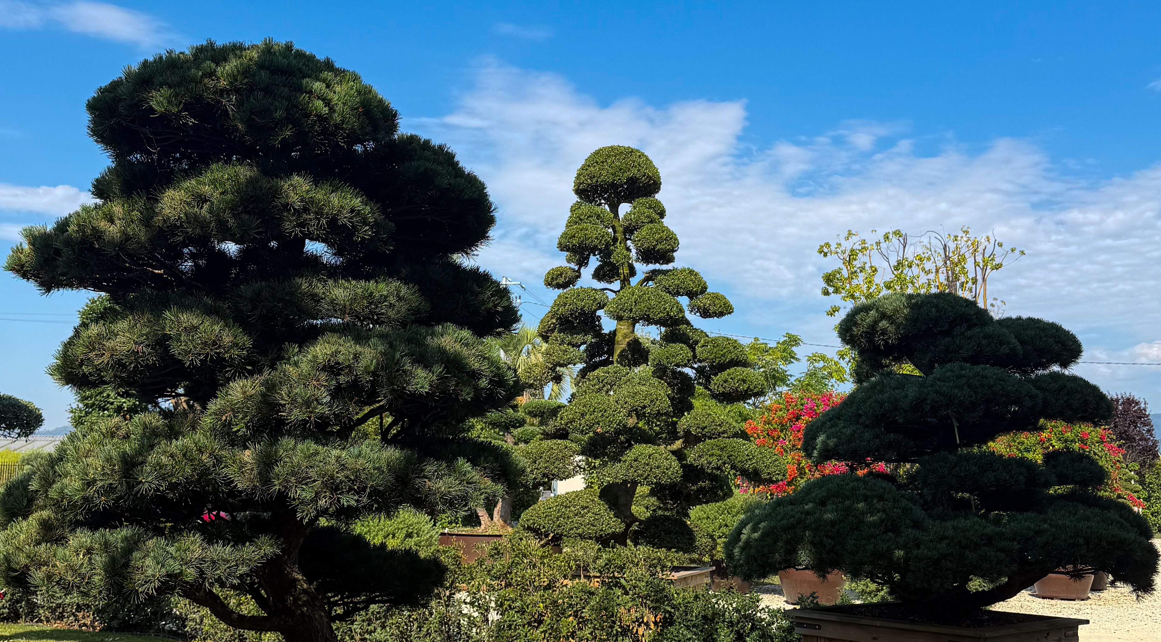 Beautiful ornamental topiary trees shaped in a garden — juniper tree trimming in Surrey BC