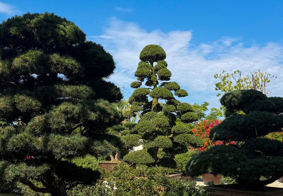 Sculptural topiary in a garden