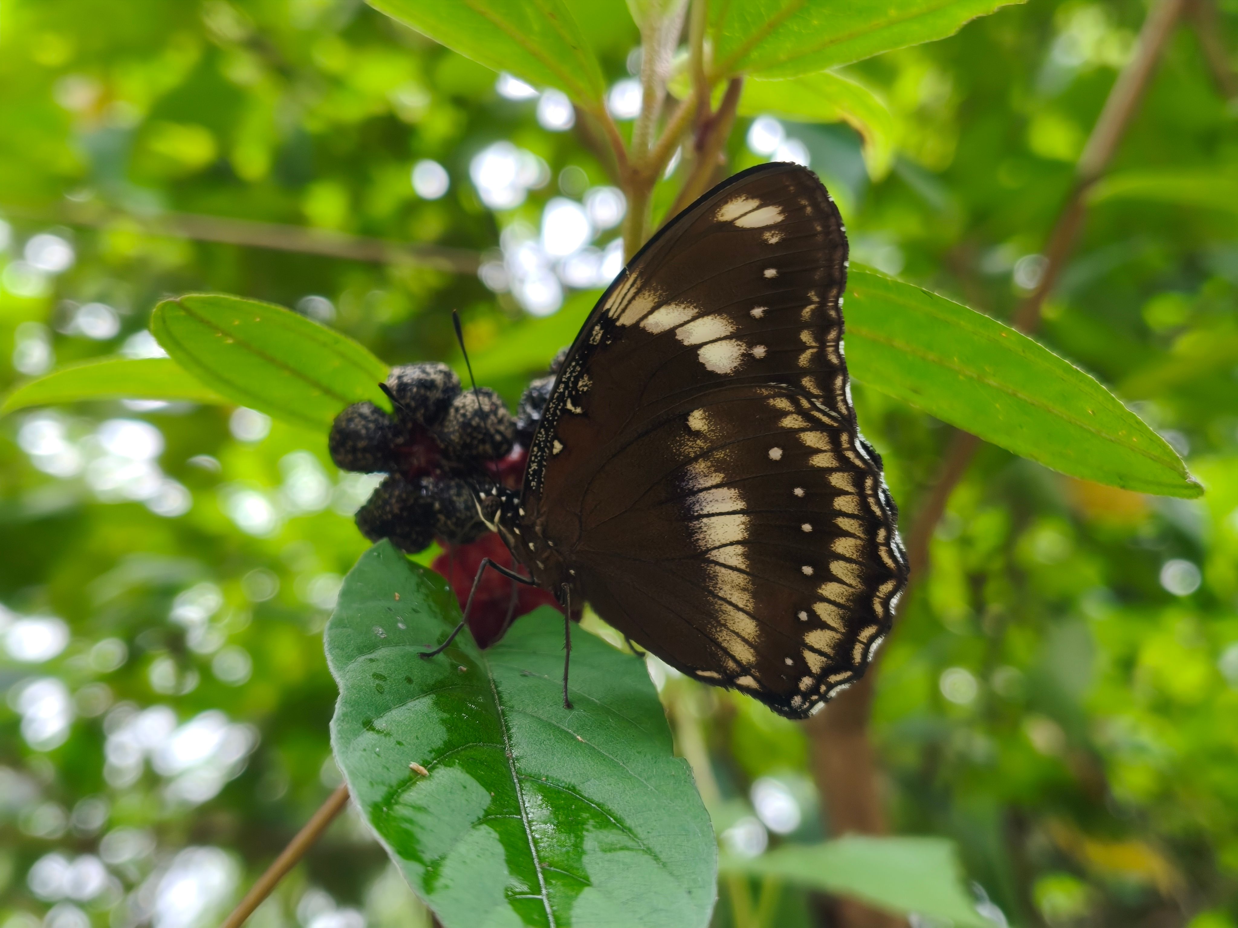 Detailed shot of a butterfly perched on a leaf in Silchar, India, showcasing its intricate wing patterns.