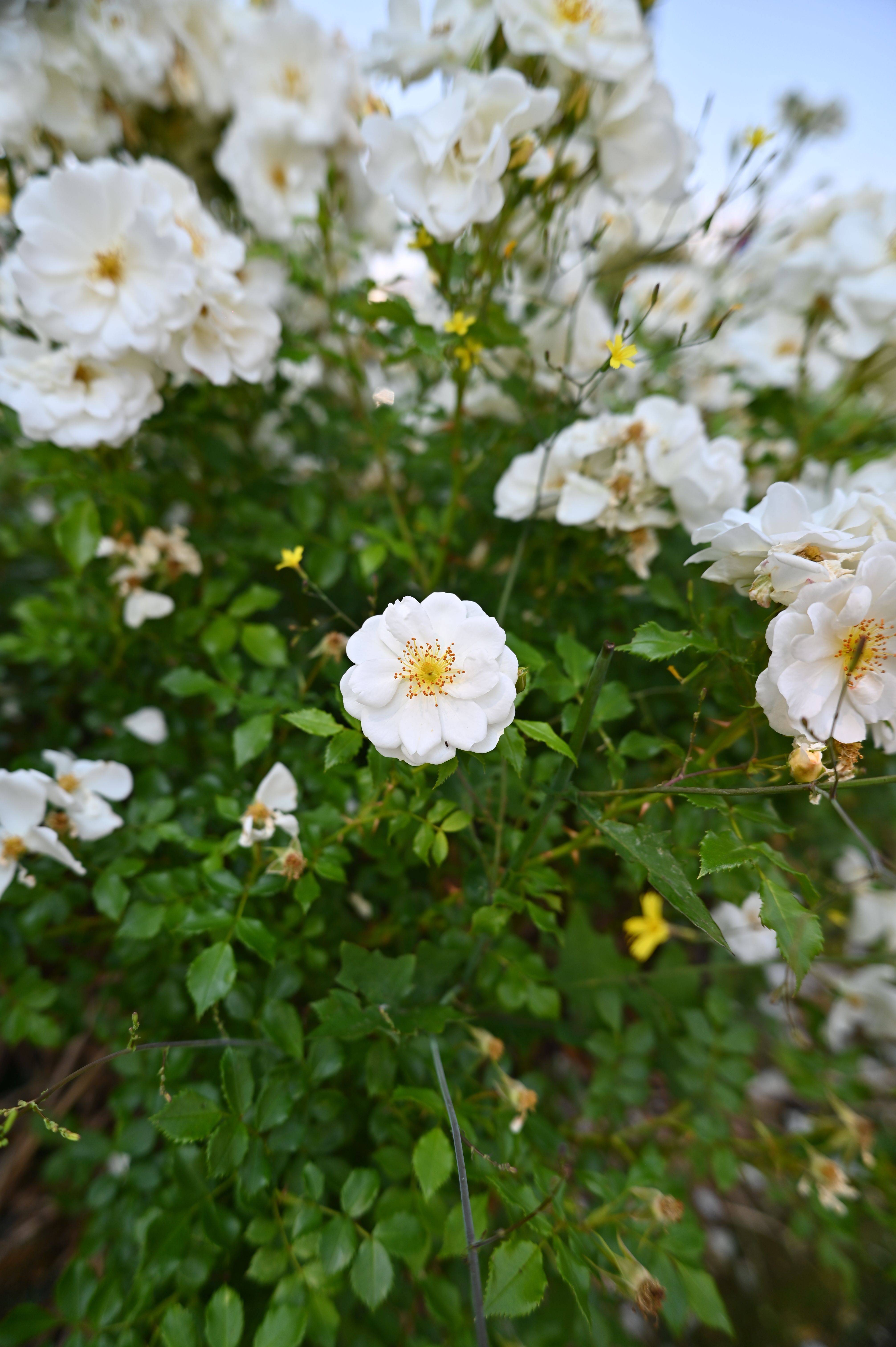 [ColoSach]-close-up-of-blooming-white-roses-with-green-foliage,-captured-outdoors-in-daylight.