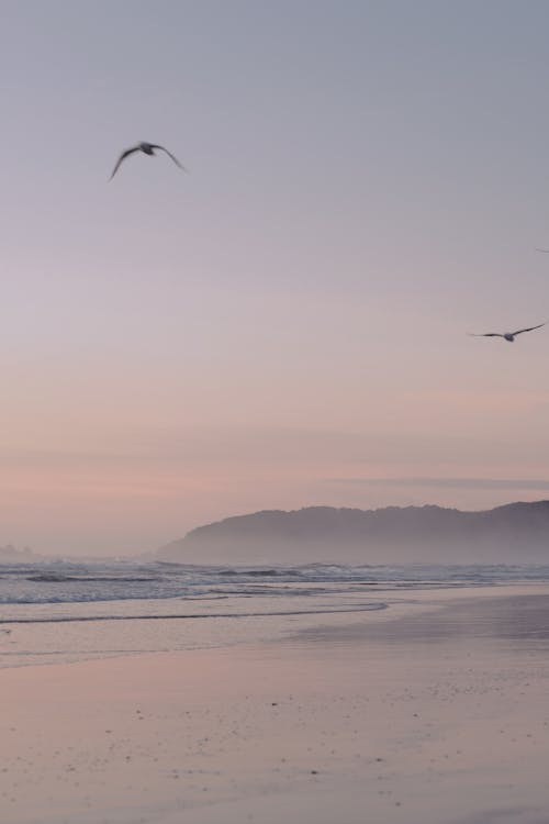 Birds Flying over the Sea