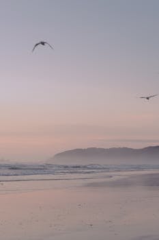 A peaceful sunrise scene at Byron Bay beach with birds soaring in the pink sky.