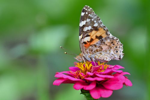 Free A close-up of a painted lady butterfly resting on a vivid pink zinnia flower in a summer garden. Stock Photo