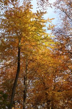 Golden and orange autumn leaves on tall trees under a clear blue sky, capturing the fall season's beauty.