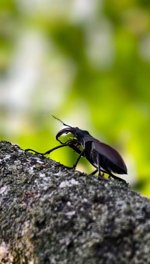 Free Detailed close-up of a stag beetle standing on a tree trunk against a blurred green background. Stock Photo