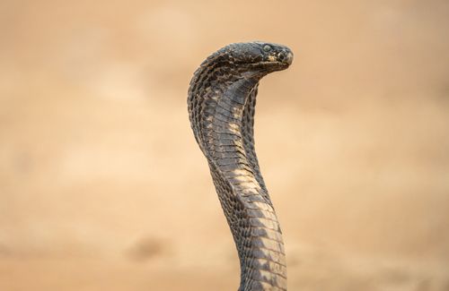 Free Intimate portrait of an Indian cobra (Naja naja) with a raised hood on sandy background. Stock Photo