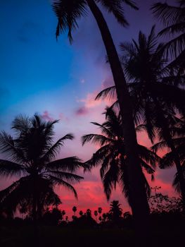 Vibrant sunset highlighting silhouetted palm trees in a tropical setting, creating a serene atmosphere.