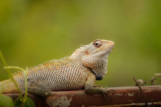 Detailed close-up of an Oriental Garden Lizard perched on a rusty pipe against a blurred green background.