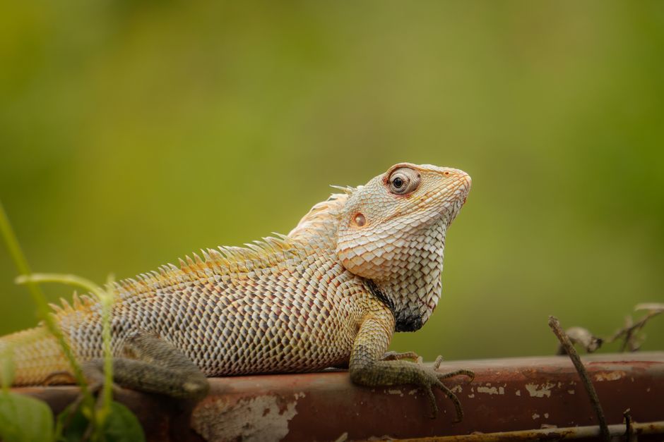 Detailed close-up of an Oriental Garden Lizard perched on a rusty pipe against a blurred green background.