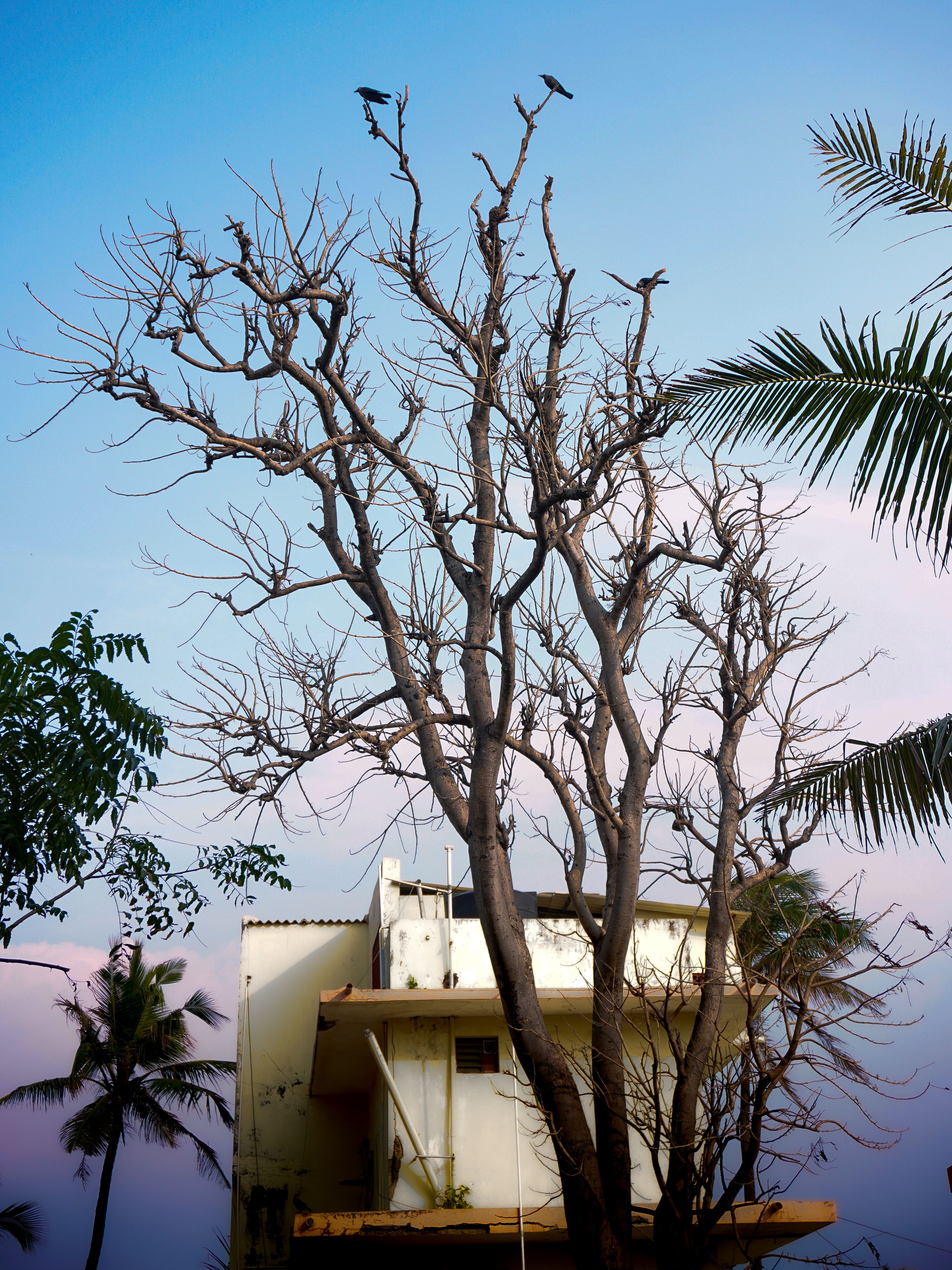 A serene twilight scene featuring a bare tree and a house with a pastel sky backdrop.