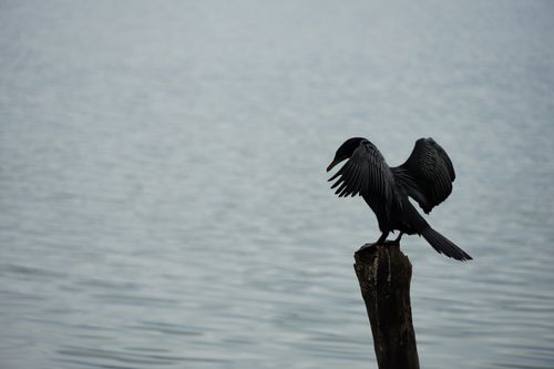 Free A black bird with open wings stands on a wooden post against a calm body of water. Stock Photo