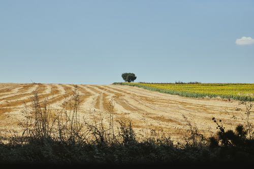 Free A scenic field featuring a small tree and sunflowers under a clear blue sky. Stock Photo