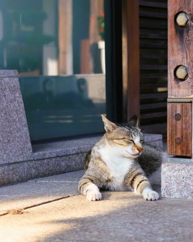 A contented cat enjoys the warmth while sunbathing on stone stairs outdoors.