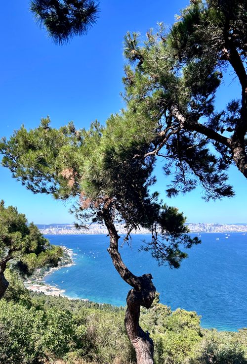 Free Breathtaking view of the Marmara Sea and Istanbul skyline framed by pine trees from Büyükada Island. Stock Photo