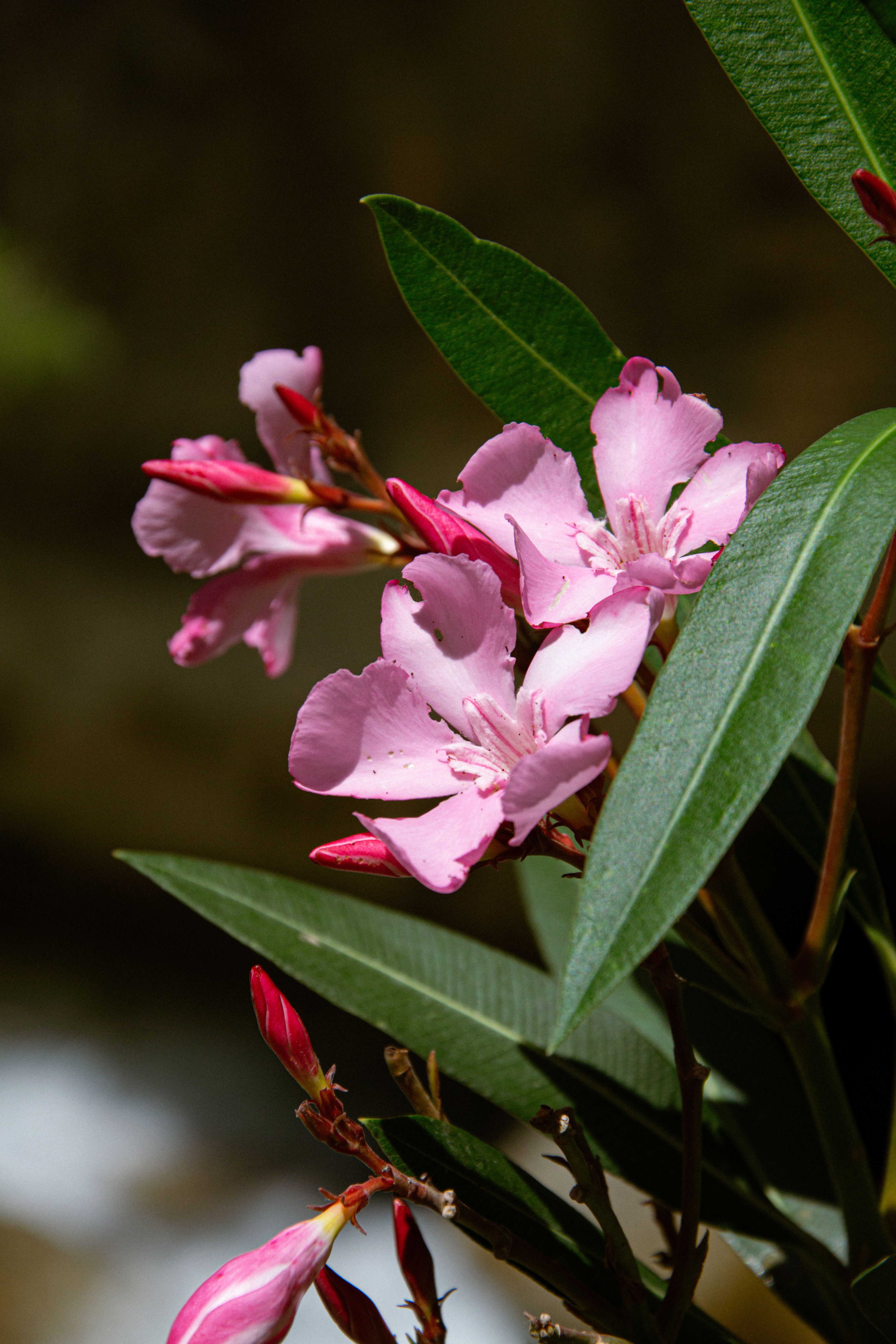 [ColoSach]-close-up-of-vibrant-pink-oleander-flowers-blooming-outdoors-in-türkiye.