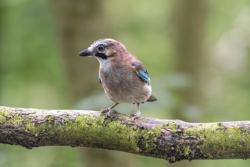 Free Eurasian Jay bird perched on a mossy tree branch in a forest setting. Stock Photo