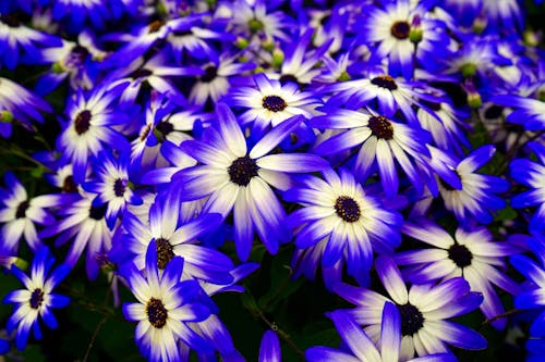 Fleurs Bleues Et Blanches