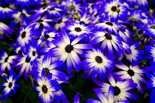 A close-up view of a vibrant cluster of purple and white daisies in full bloom showcasing nature's beauty.