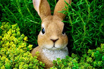My Rabbit's Late-Night Scare Made Me Realize I Wasn't Ready for an Emergency — Here's the Kit I Built